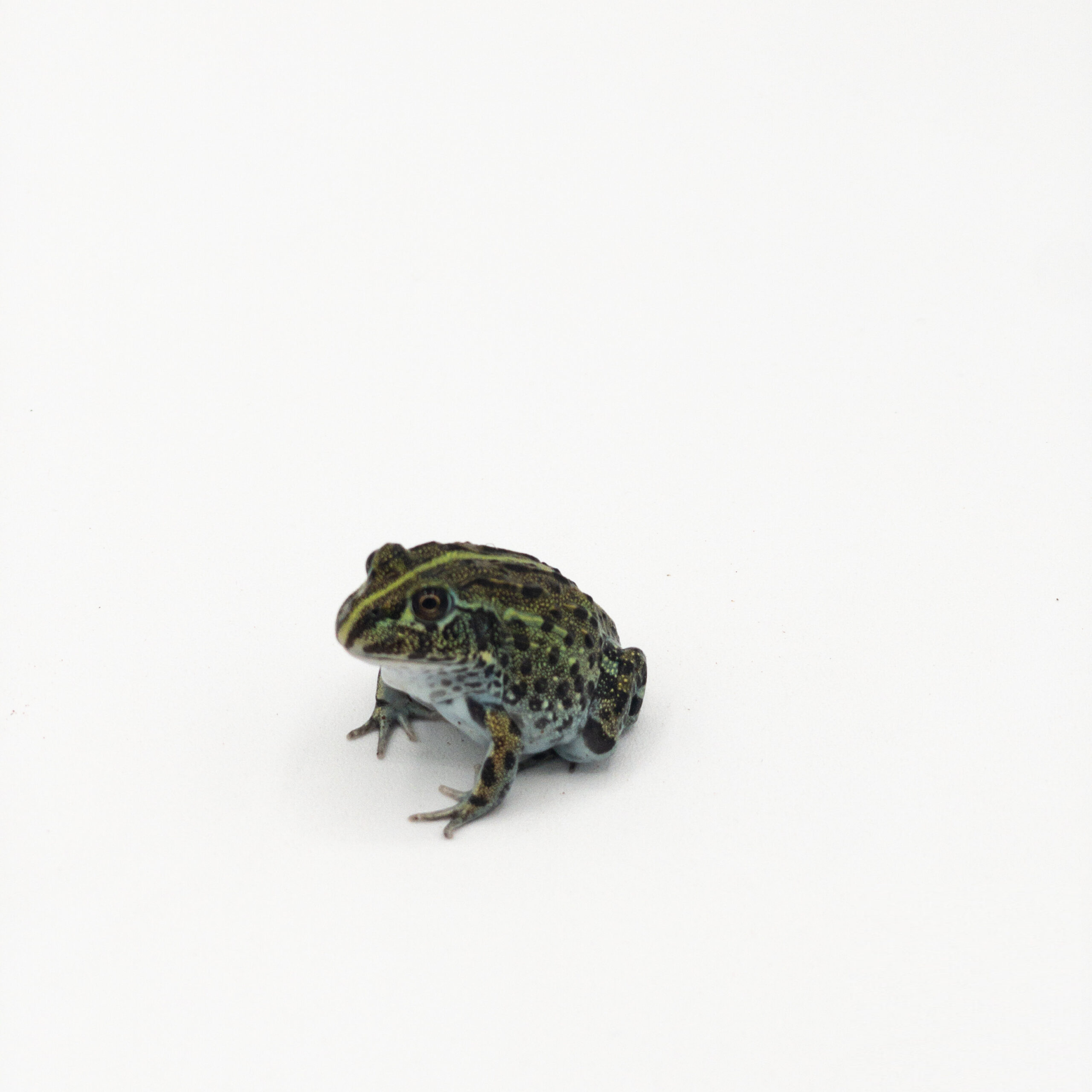 Pixie Frogs