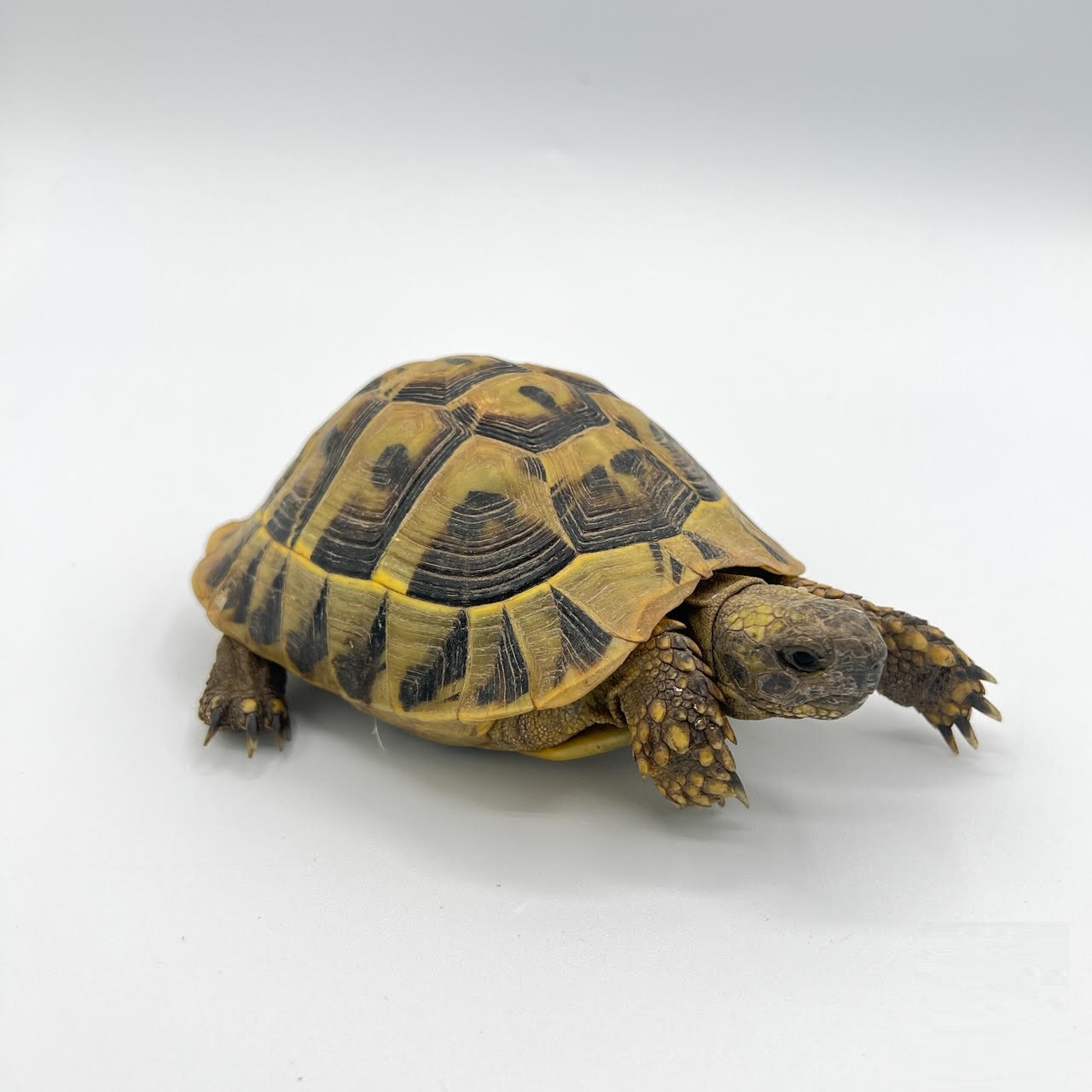 Testudo Tortoises