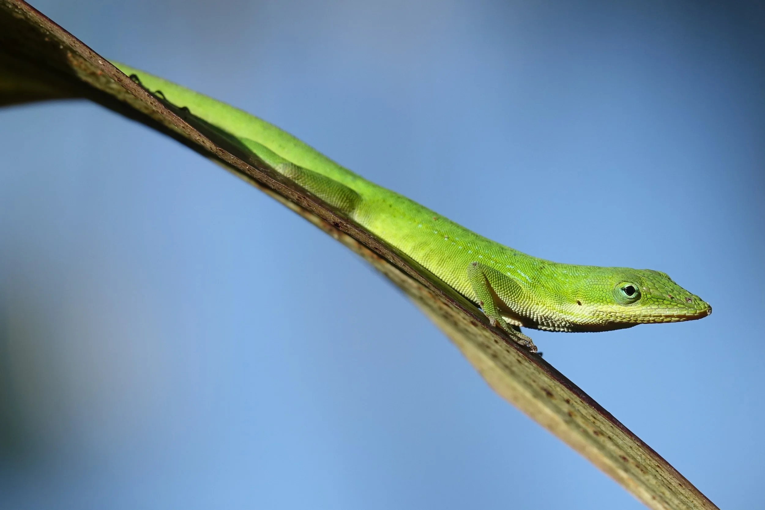 green-anole-surveying-its-surroundings-2x.jpg