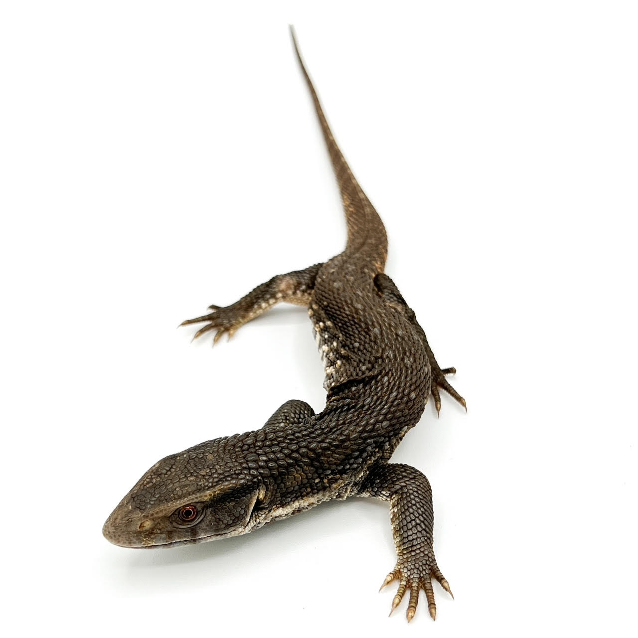 Savannah Monitor Lizards