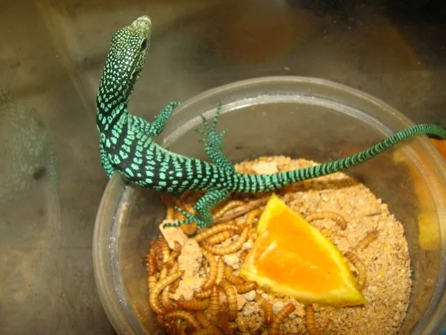 90491Yellow_Tree_Monitor_(Varanus_reisingeri)_at_one_month_old.jfif