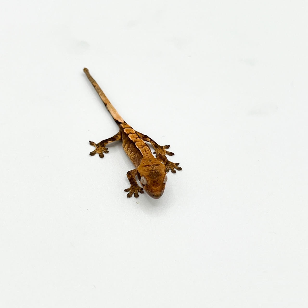 Crested Geckos