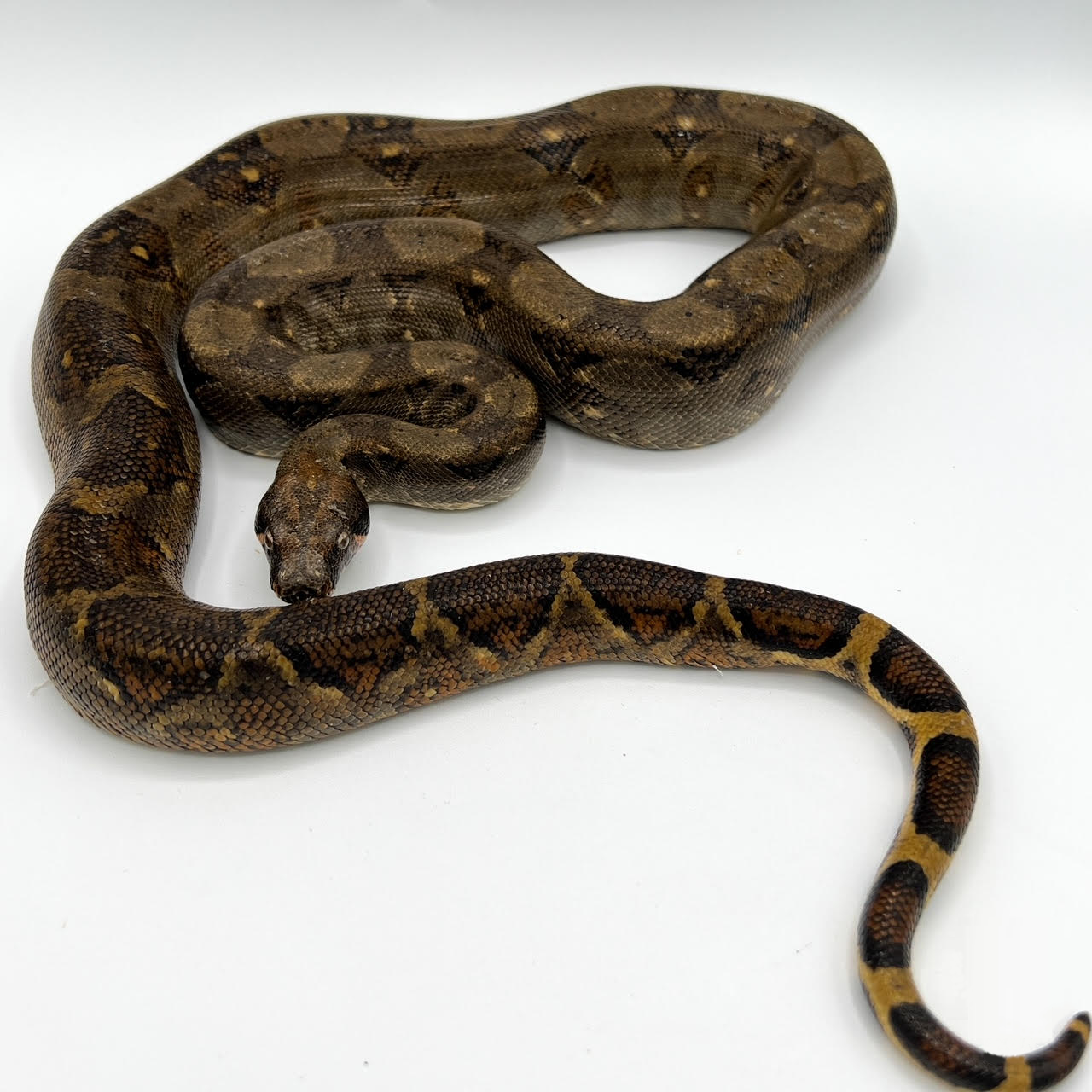 central boa juv.png