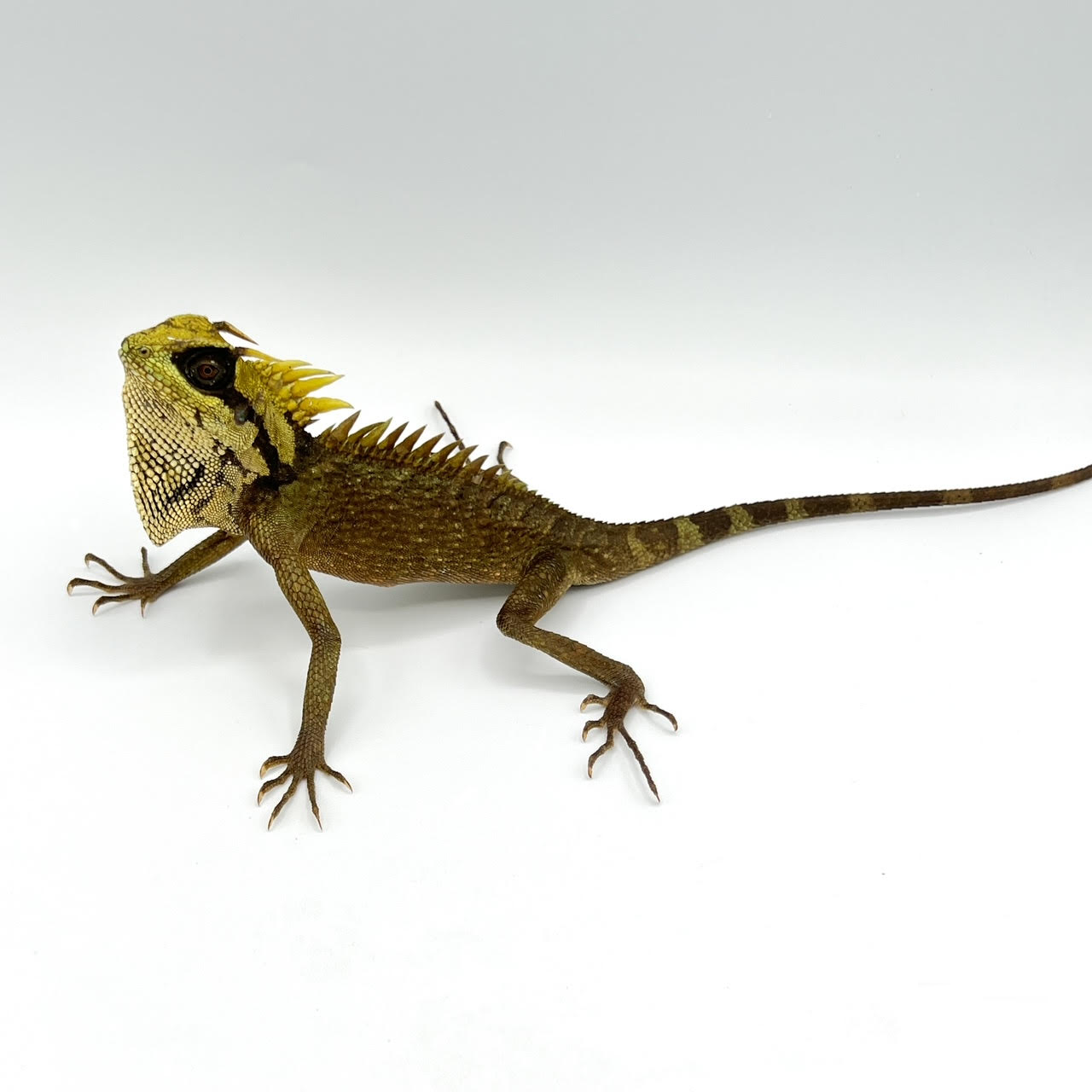 Assorted Agamas