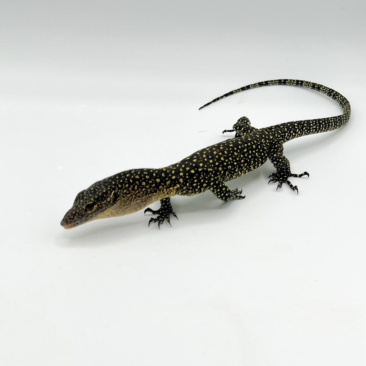 Mangrove Monitor Lizards