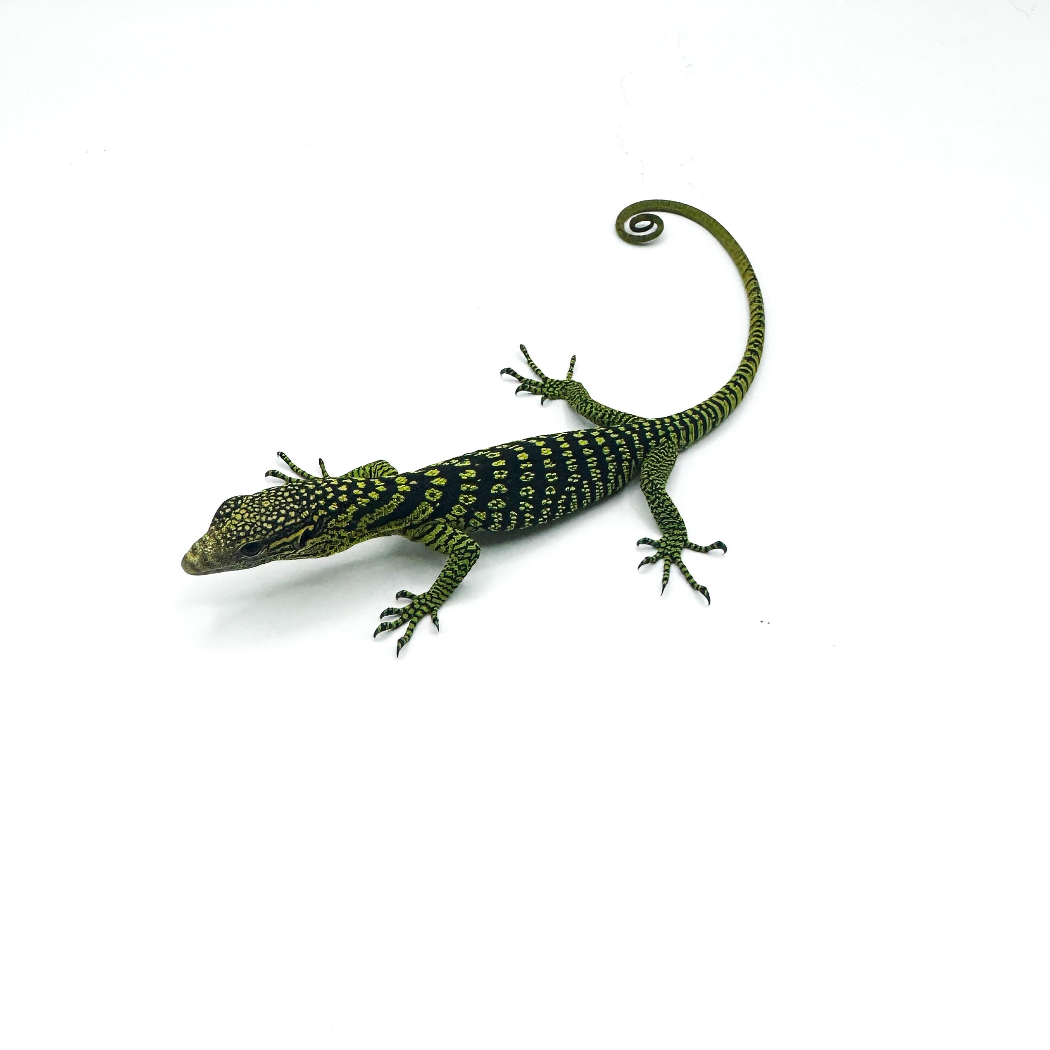 Tree Monitor Lizards