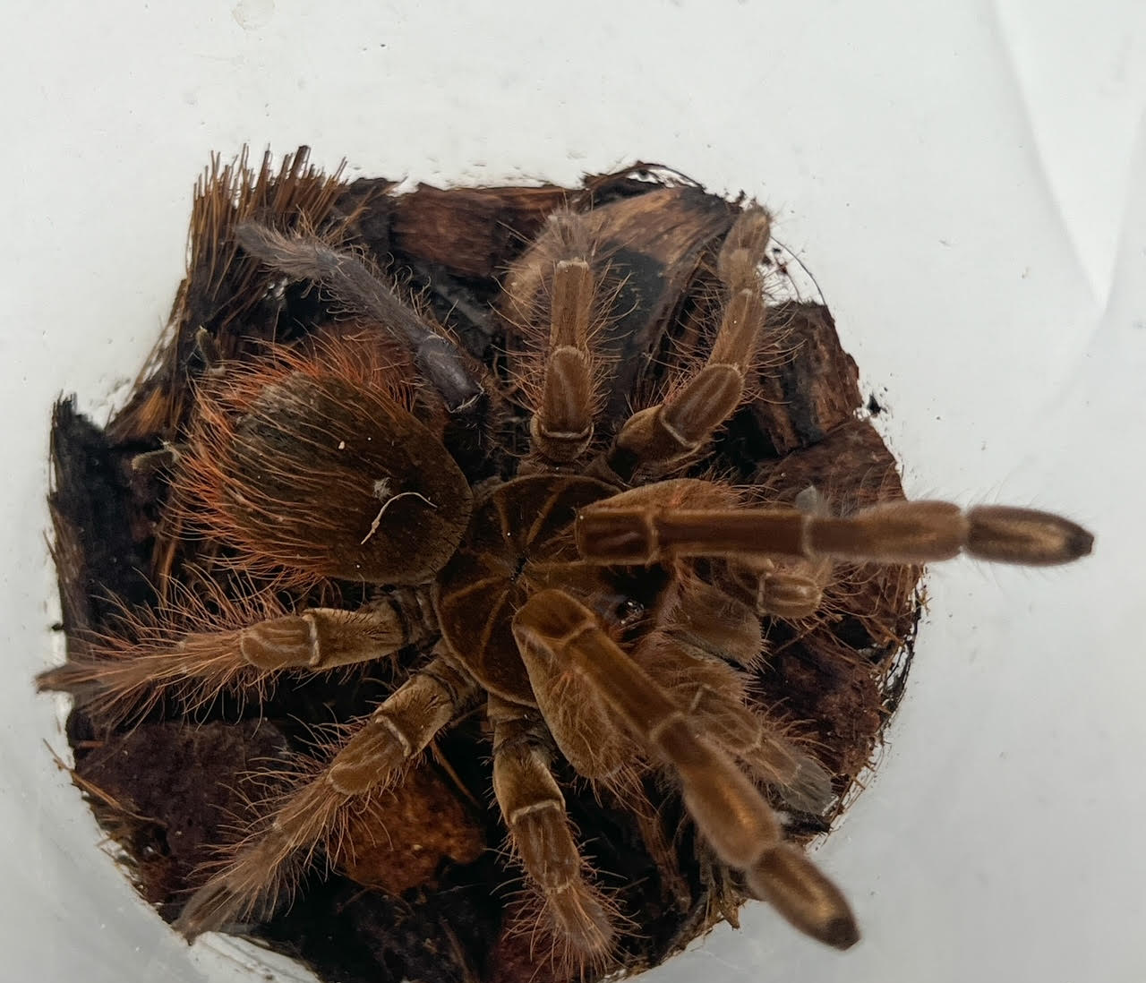 tarantula goliath.png