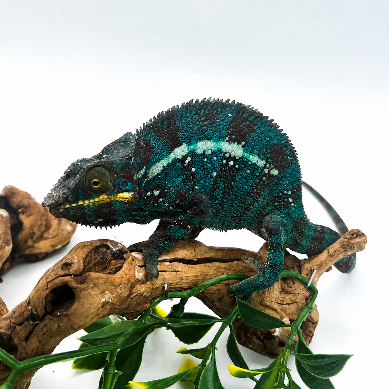 Panther Chameleons