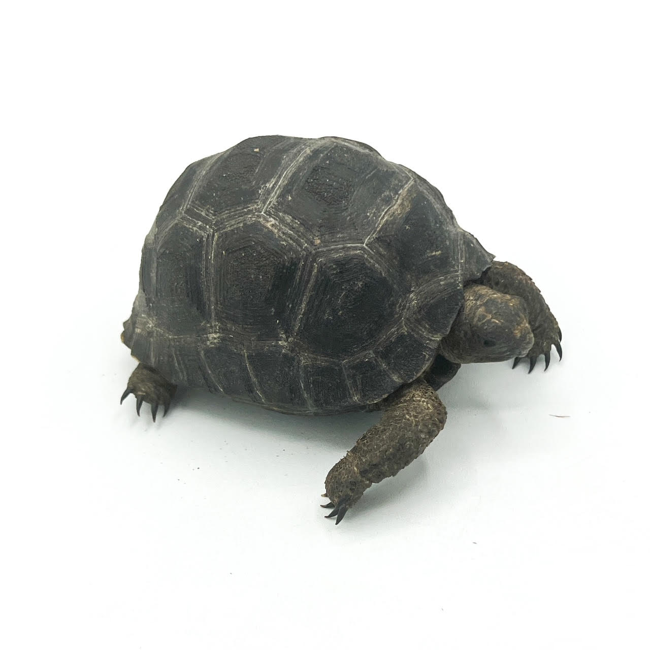 aldabra big.png