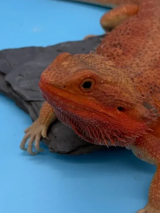 Bearded Dragons