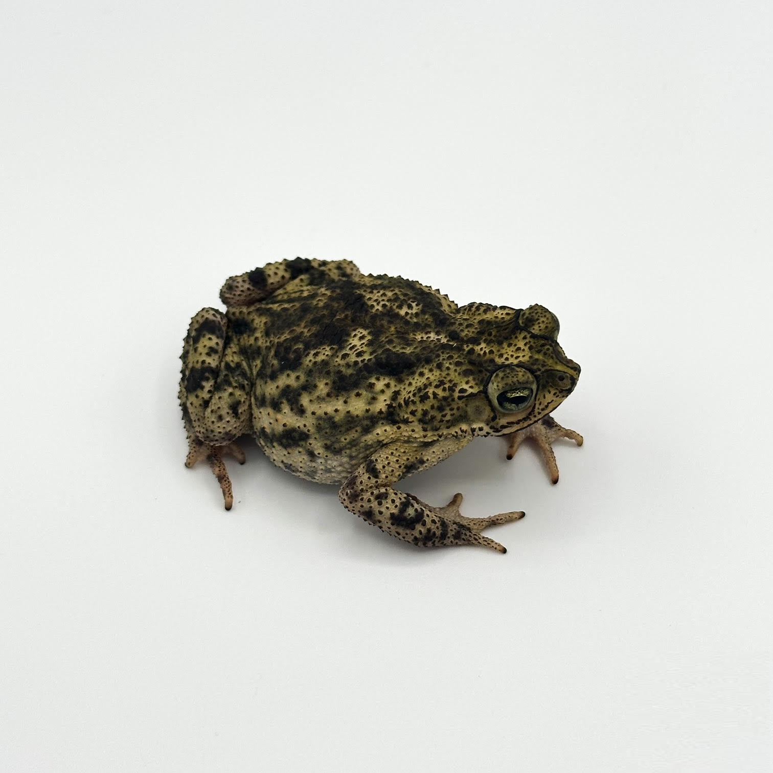 Suriname toad.png