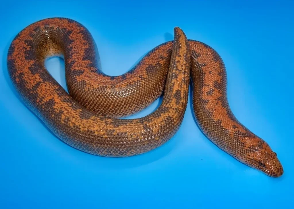 Kenyan-Sand-Boa-x-Rufescens-For-Sale.webp