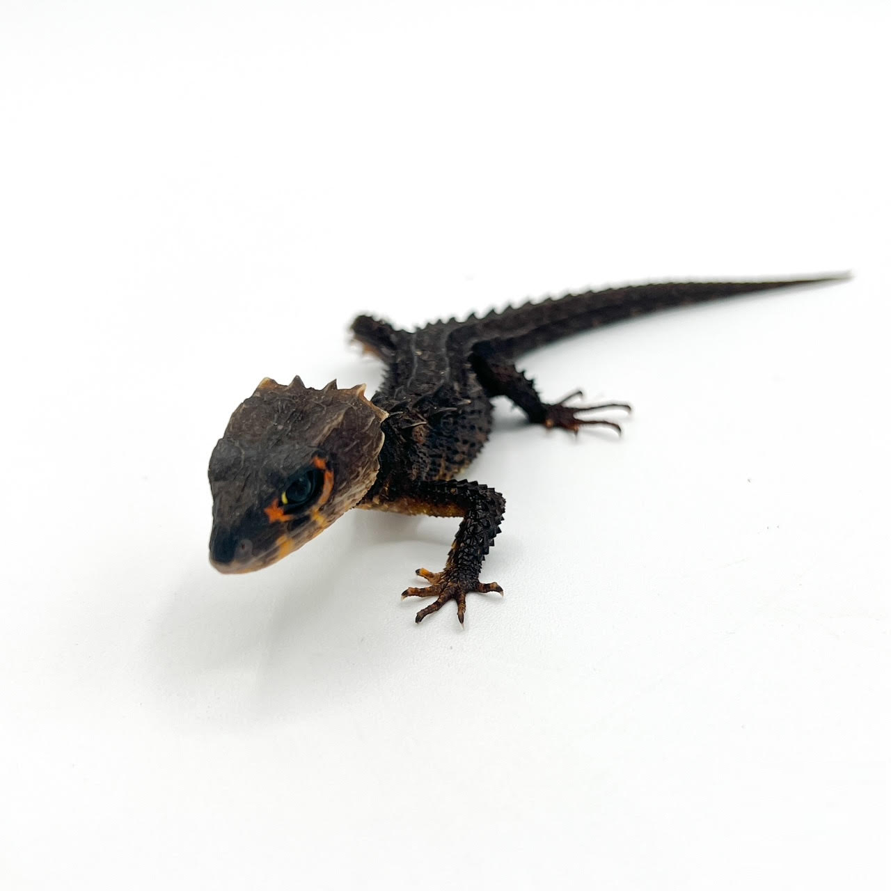 Crocodile Skinks