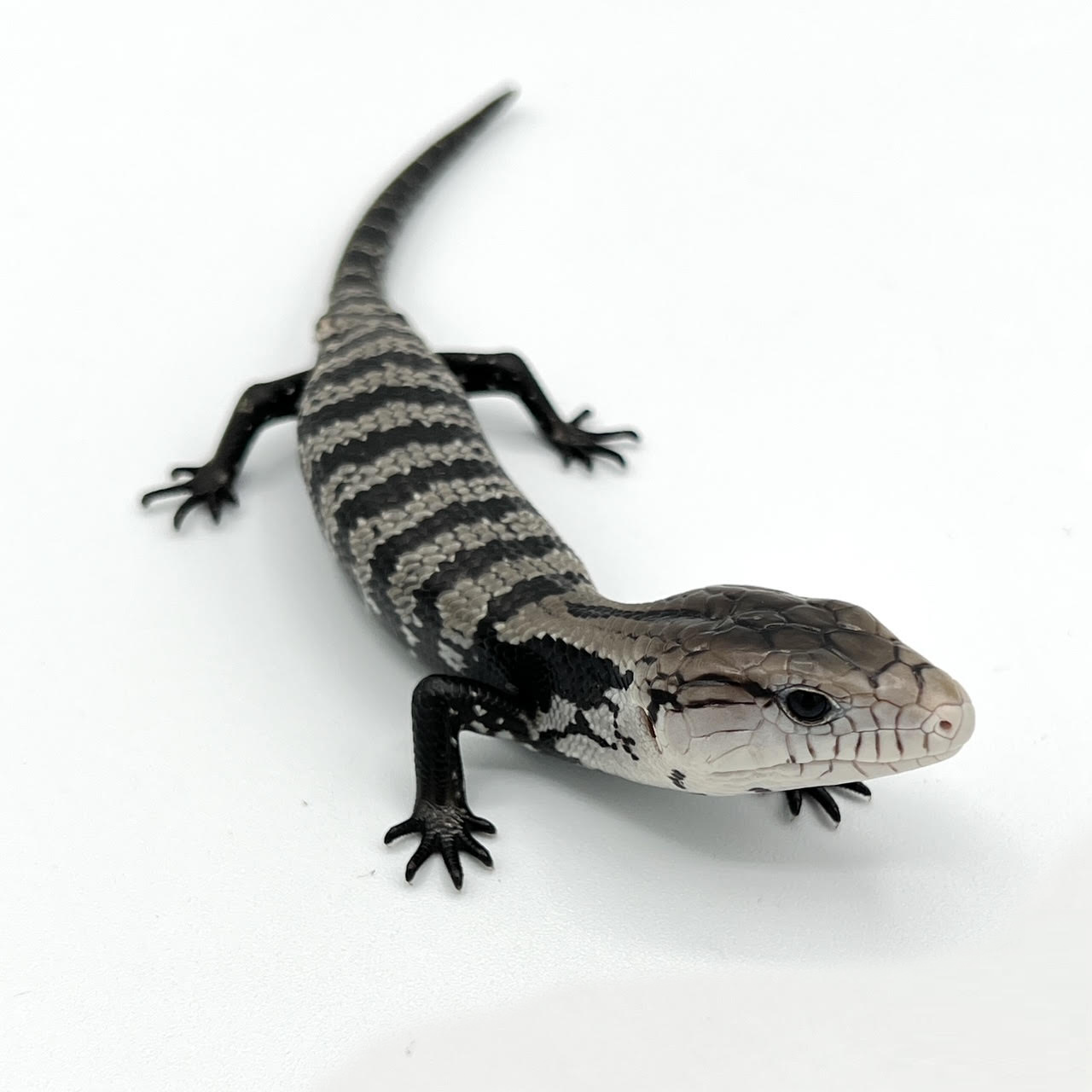 Blue-Tongued Skinks