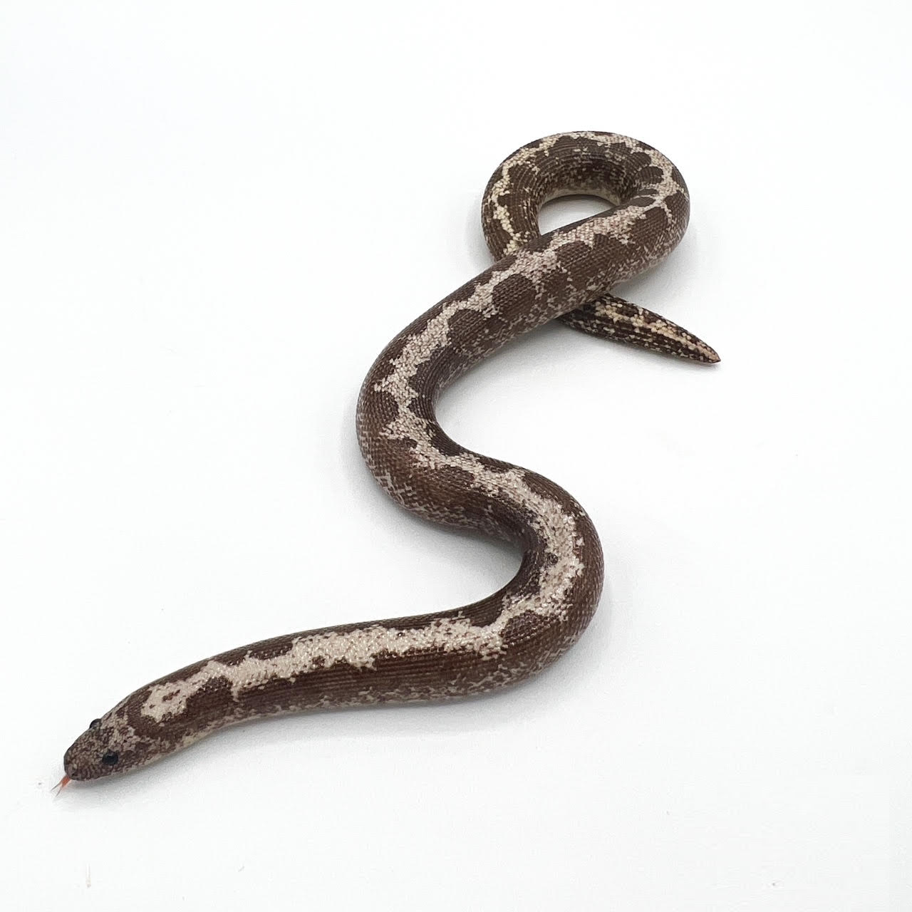 Kenyan Anery Striped.png