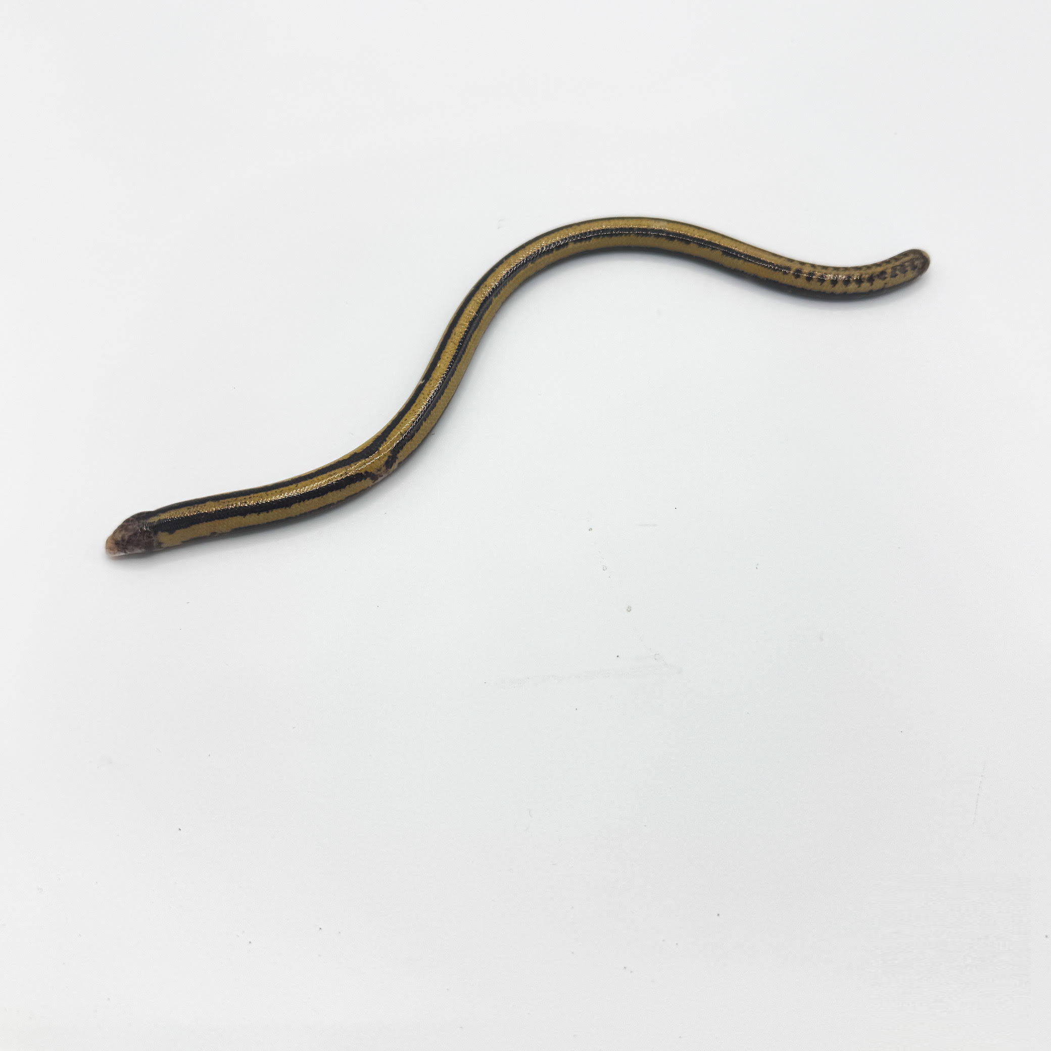 worm.png