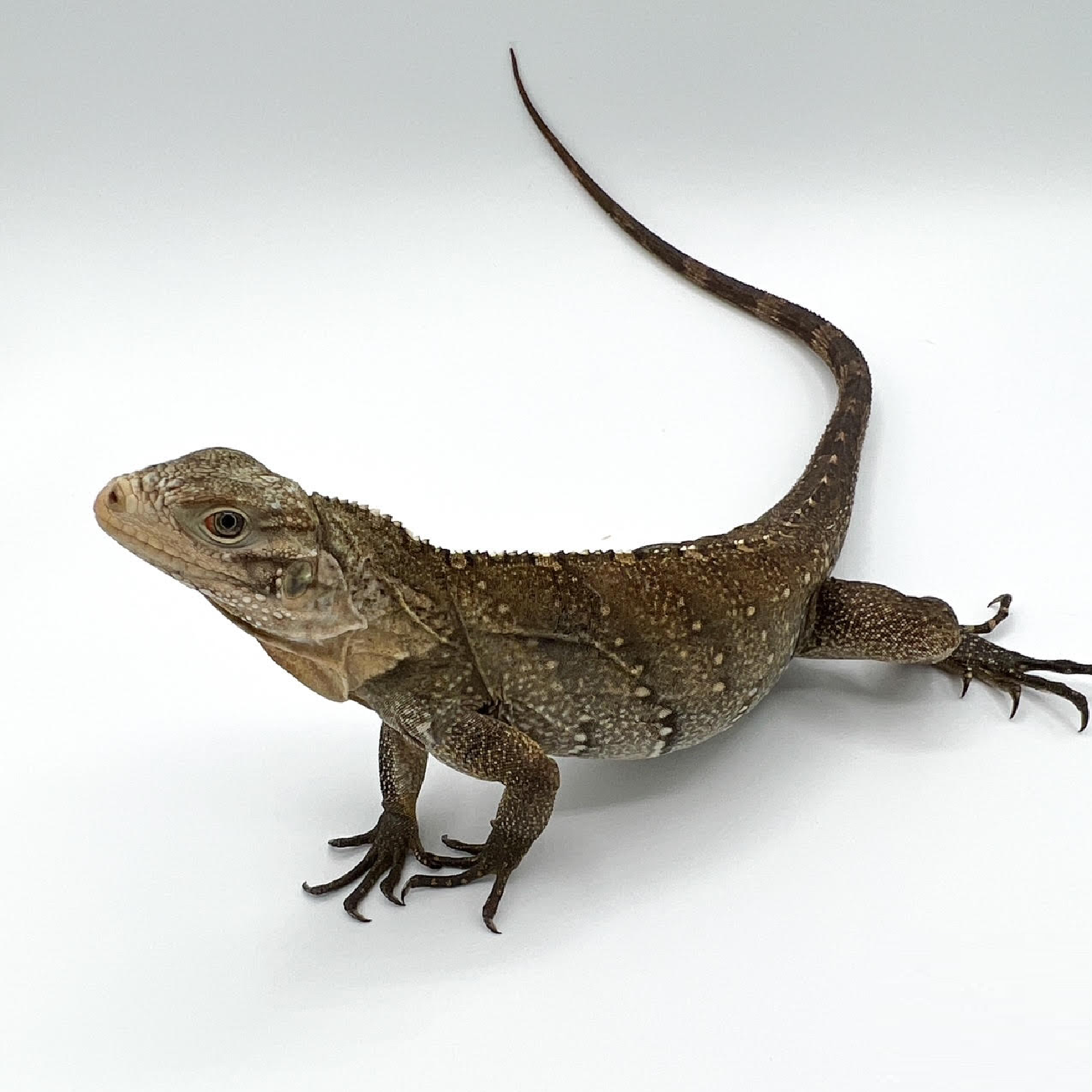 lewisi hybrid.png