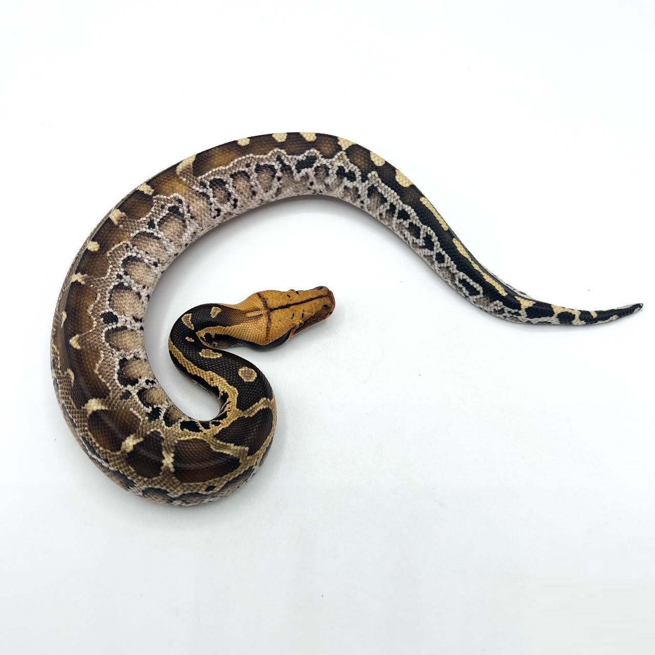 Borneo Blood.png