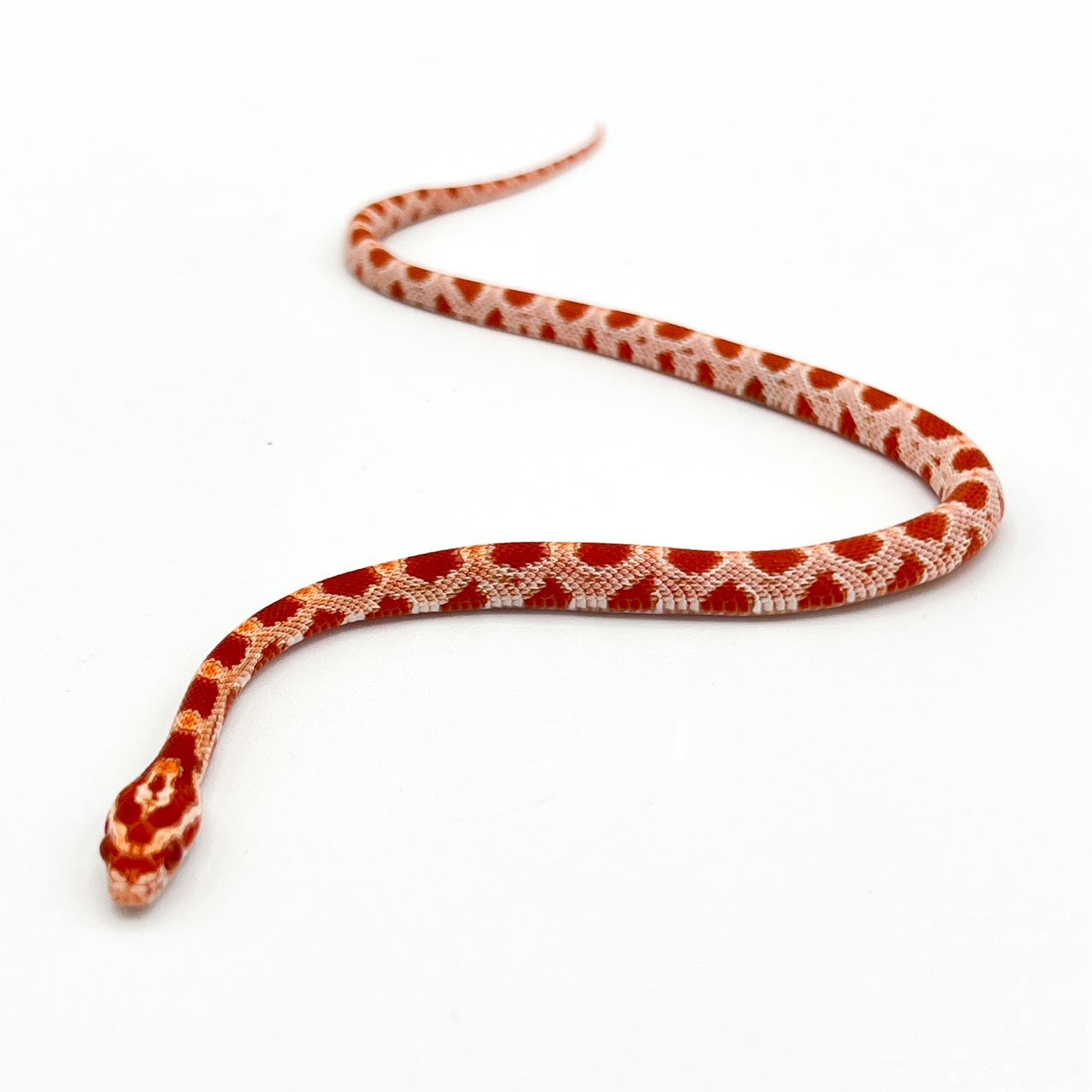 Albino corn.png