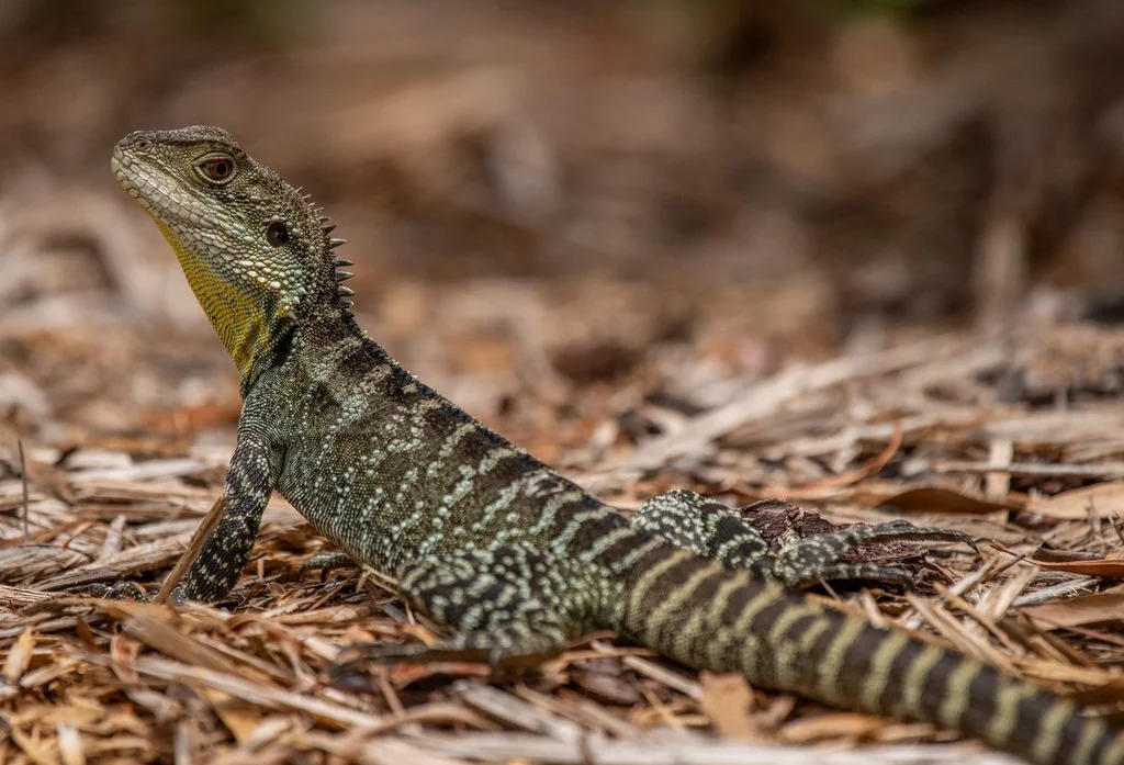 Australian_Water_Dragon_Intellagama_lesueurii.width-1600.a073e7c.jpg