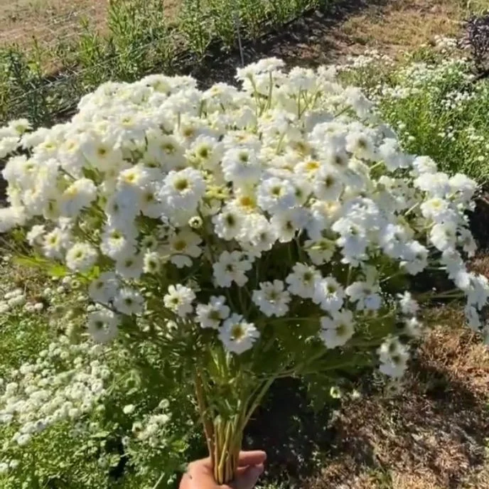 Feverfew