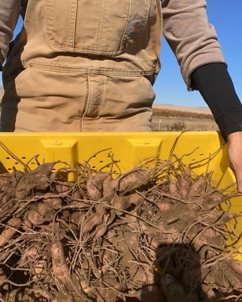 Bin full of freshly dug dahlia tubers