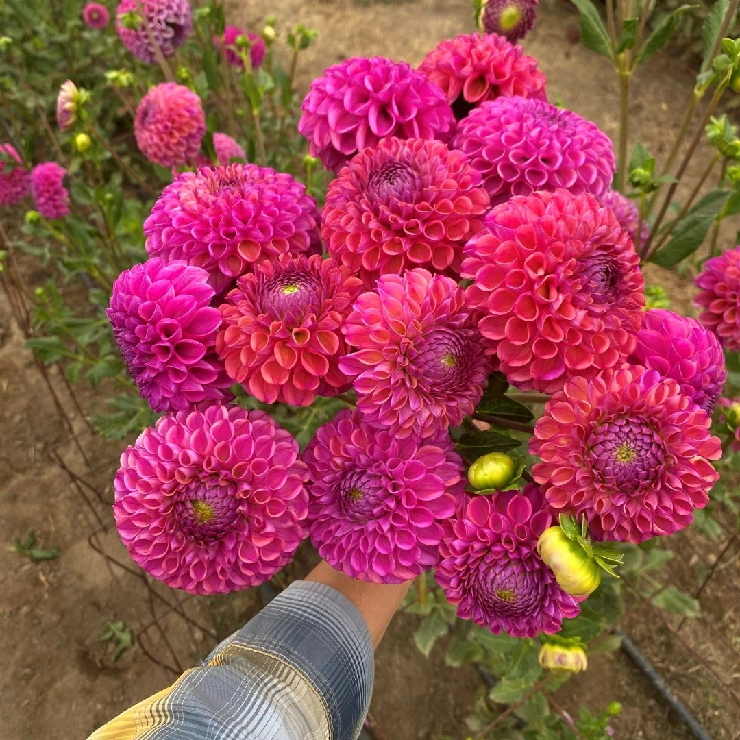 IMG_2641 caitlin.JPG