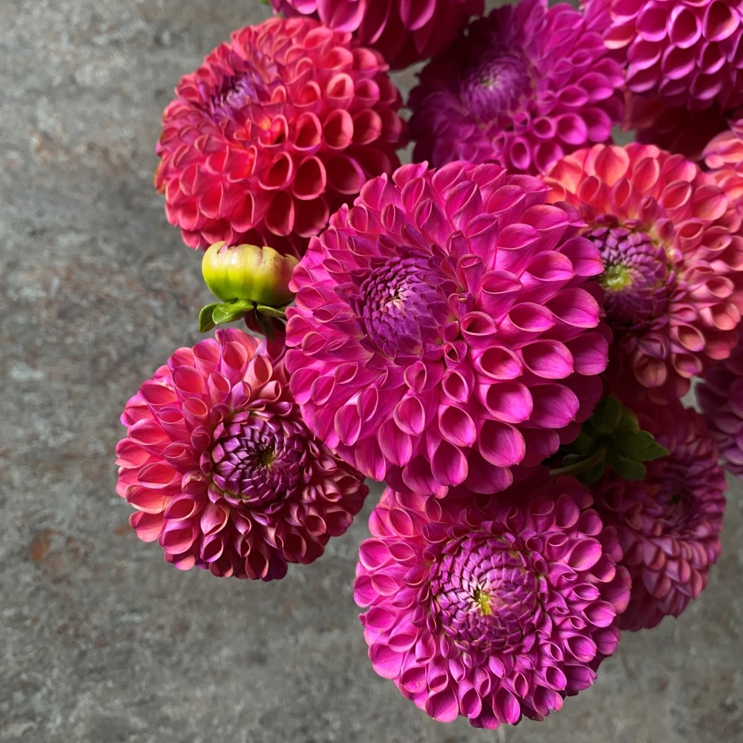 IMG_2664 Caitlin.JPG