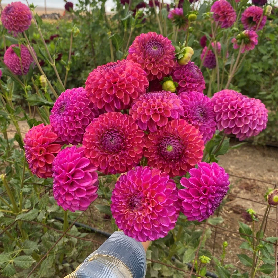 IMG_2644 caitlin.JPG