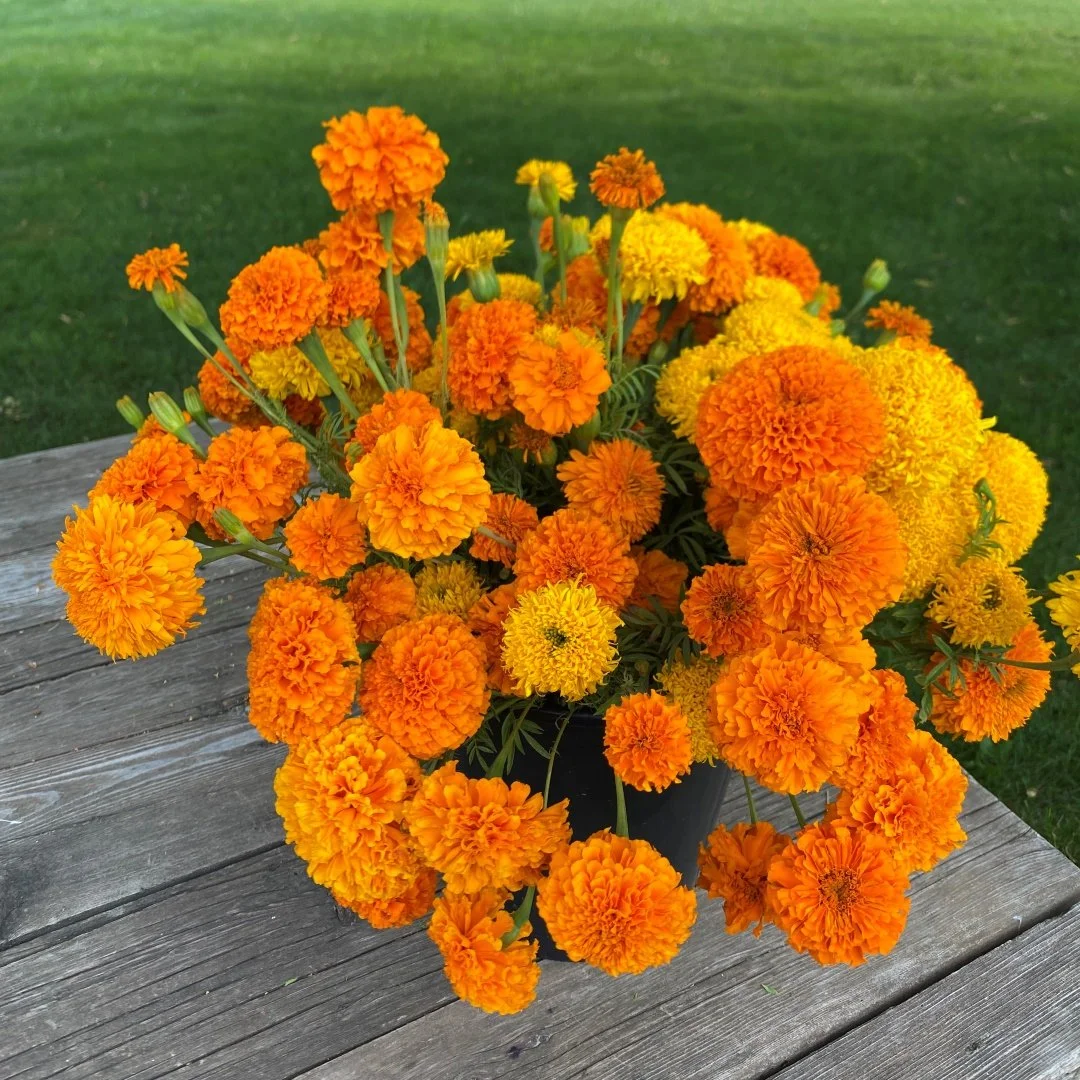 bulk marigolds IMG_5424.jpg