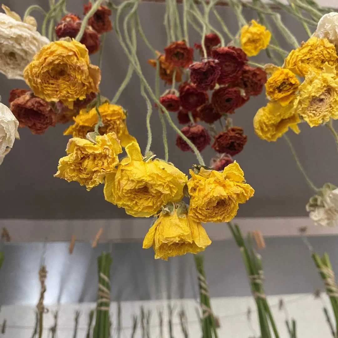 drying ranunculus IMG_7147.JPG