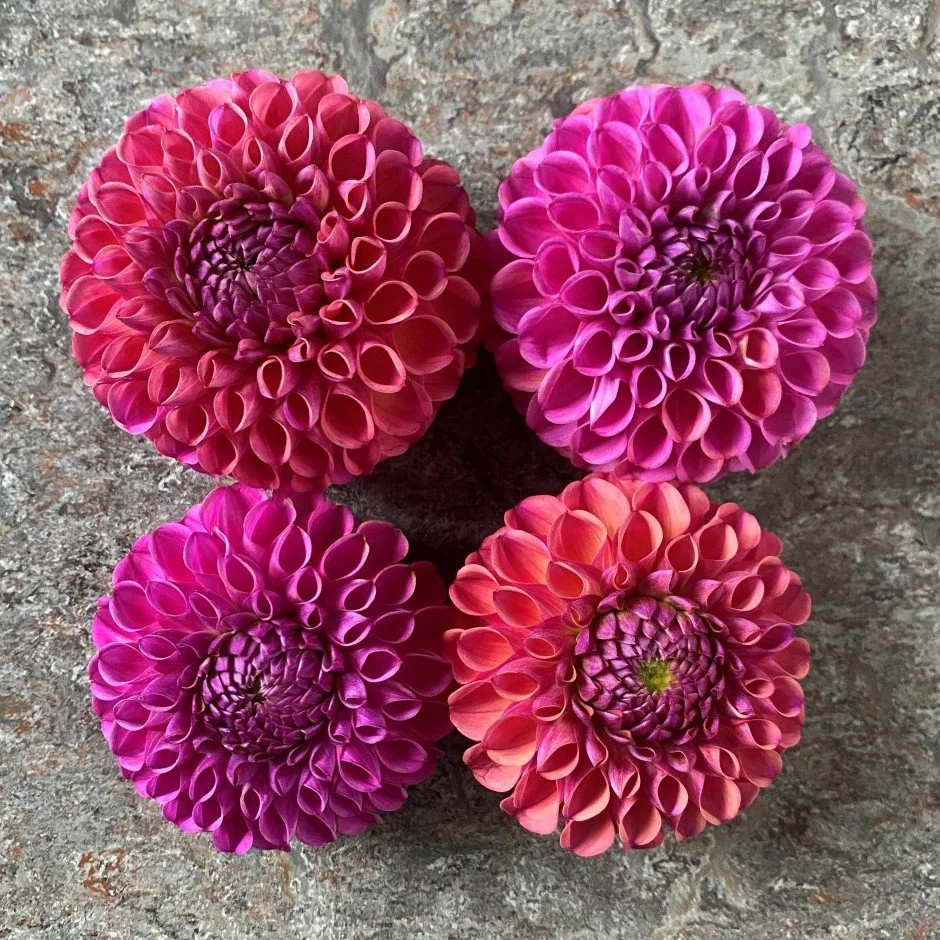 IMG_2667 Caitlin.JPG