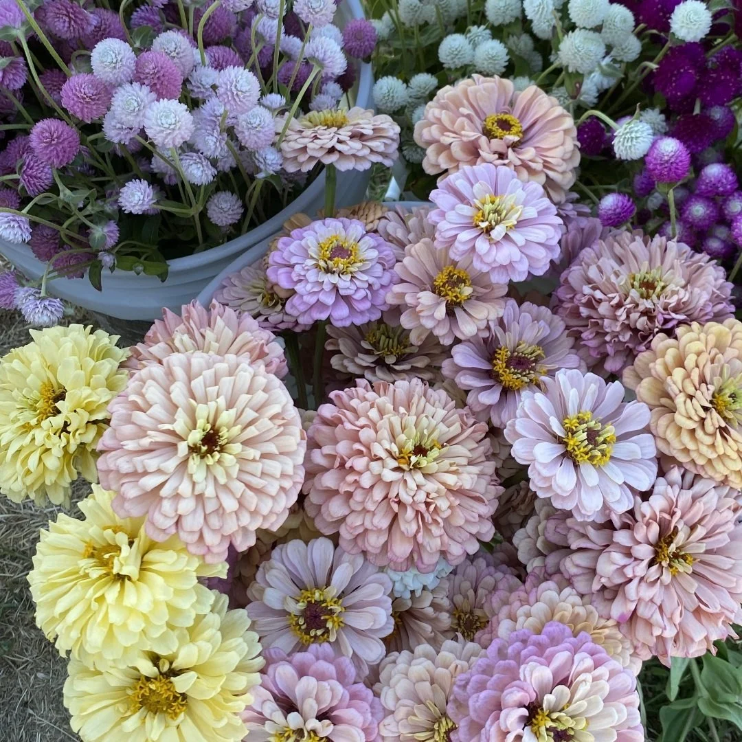 bulk pastel IMG_1950.JPG