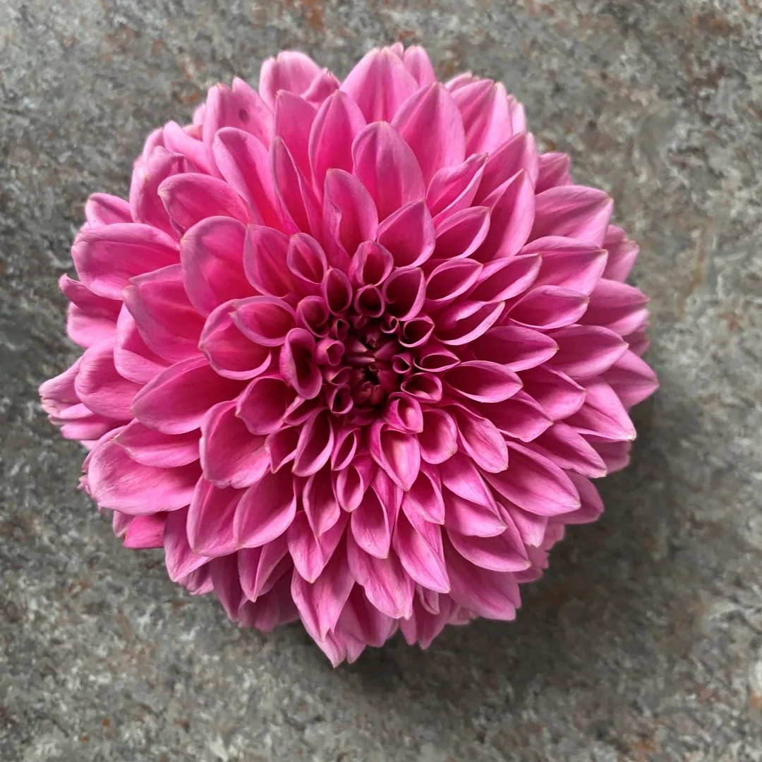 IMG_2275 Pink sylvia.JPG