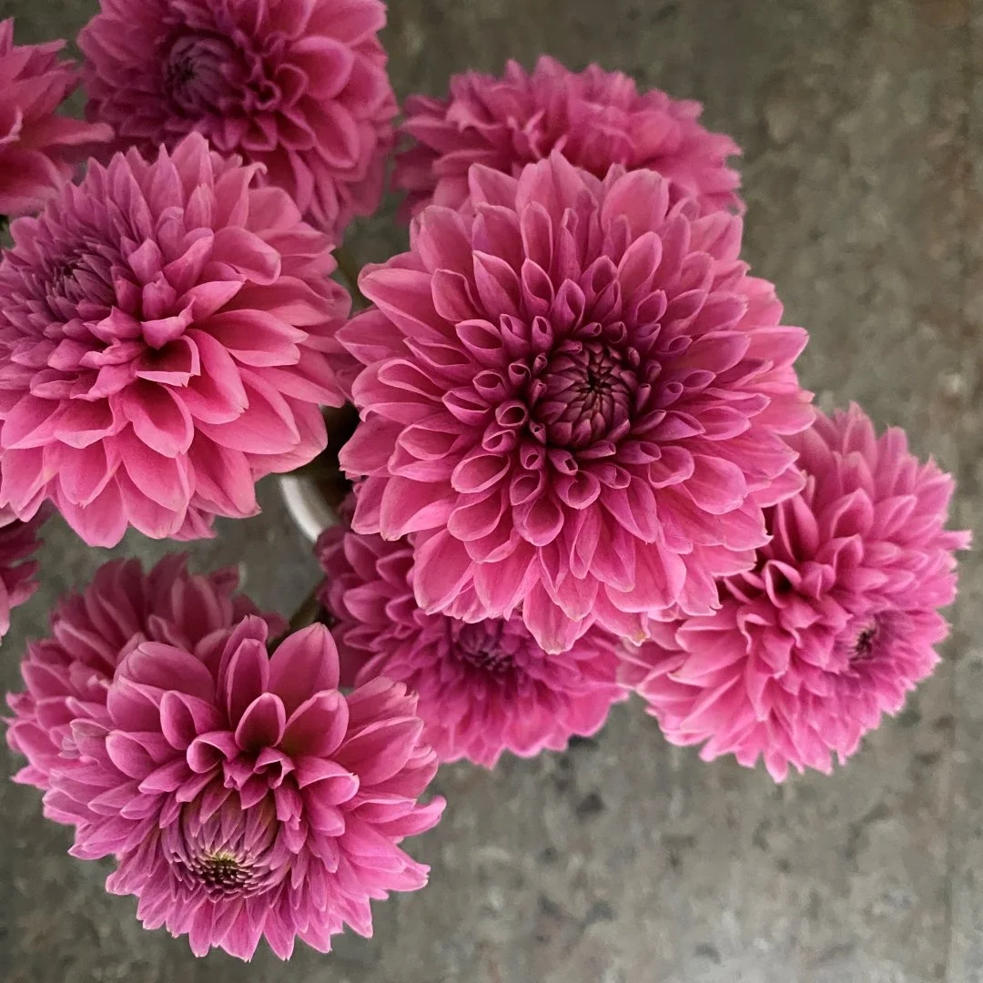 IMG_2273 Pink sylvia.JPG