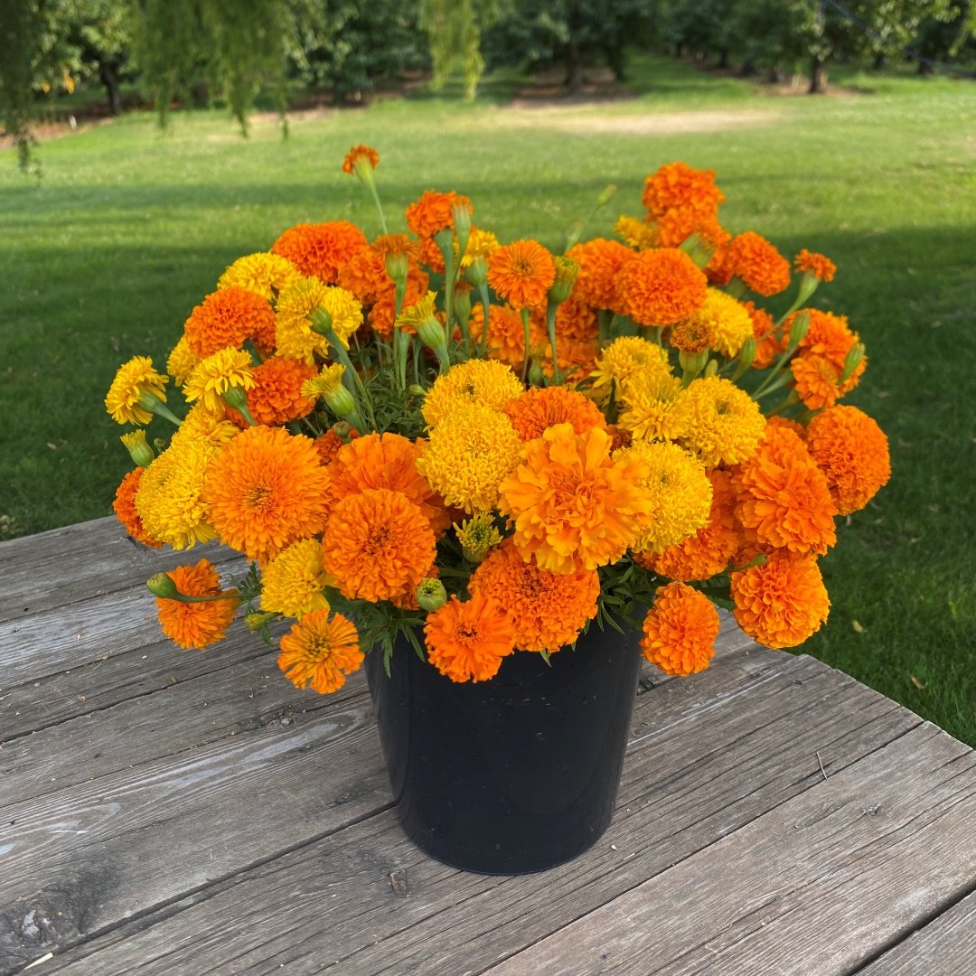 Marigold bulk bucket