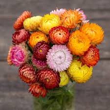 strawflower.jpg