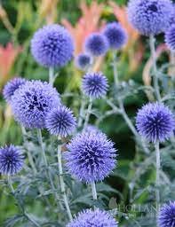blue globe thistle.jpg