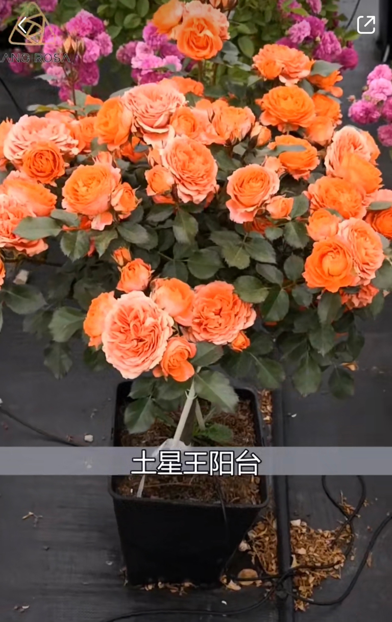 cb9212d0-9c2e-11ed-a801-0f66a0591cde_1024.png
