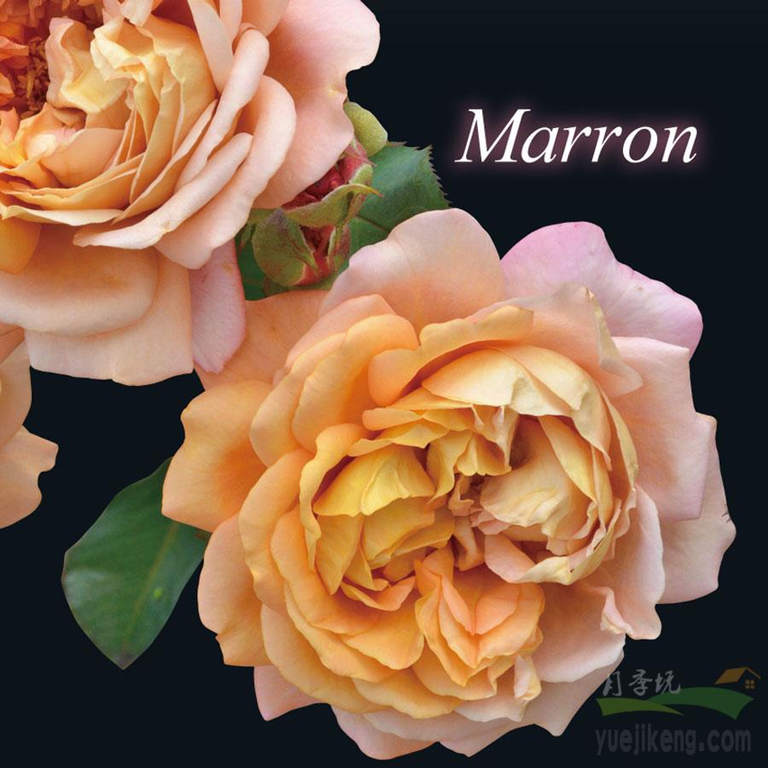 ころ花 栗子 Marron 日文名称マロン (Japan) — Flower Meadow Dreams