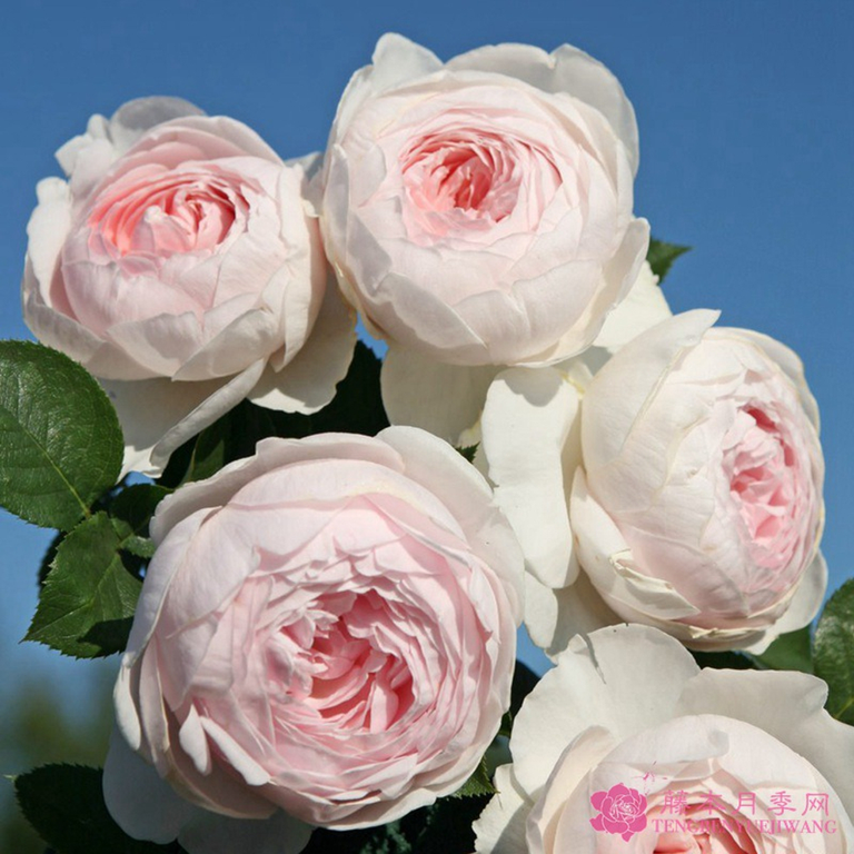 92f0b510-99f1-11ed-a2c3-a9cd9fd74de2_1024.png