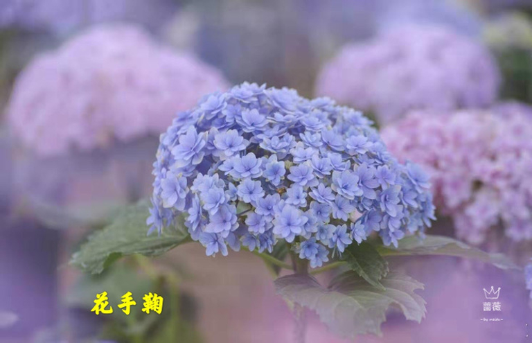 b96b57b0-c746-11eb-b94f-354c84d3efd1_736.png