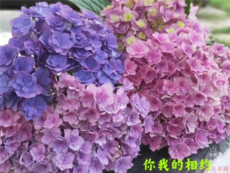0f334390-c749-11eb-98e0-4ff8dcfabd84_736.png