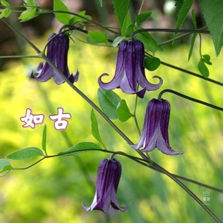 93c7a880-b277-11eb-9eeb-c9c96b37d95f_736.png