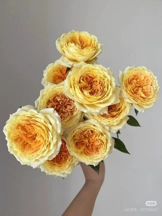 3d62dc10-e695-11f0-b1f0-e525544d21cd.jpg
