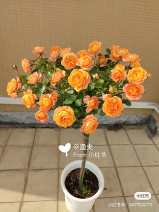 0af40800-9ab0-11ed-a19a-efacd7c7edf0_1024.jpg