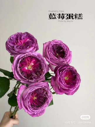11dea220-8956-11ee-9a81-33f5185f123f.jpg