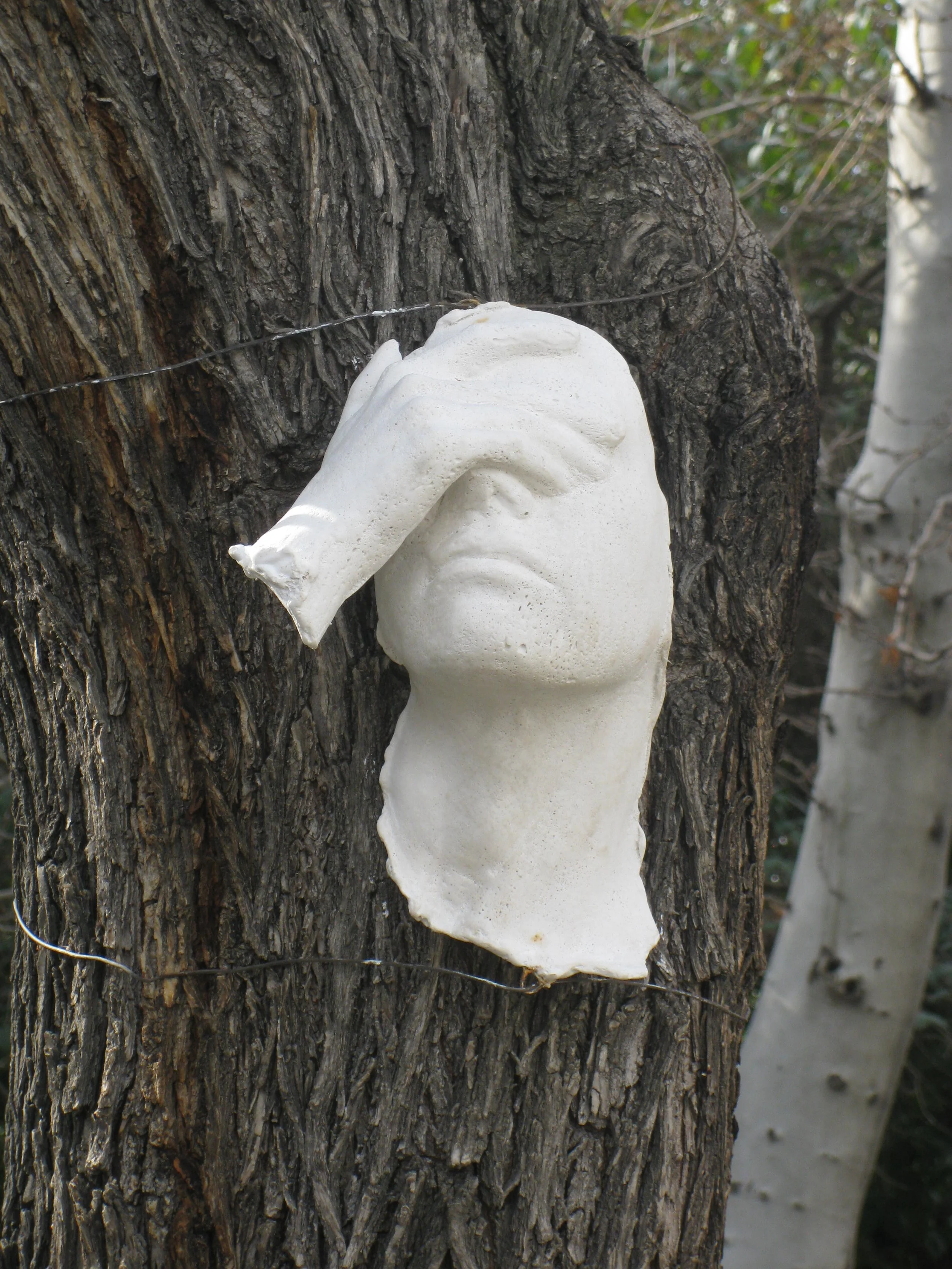 the Soul of Trees; 2013.