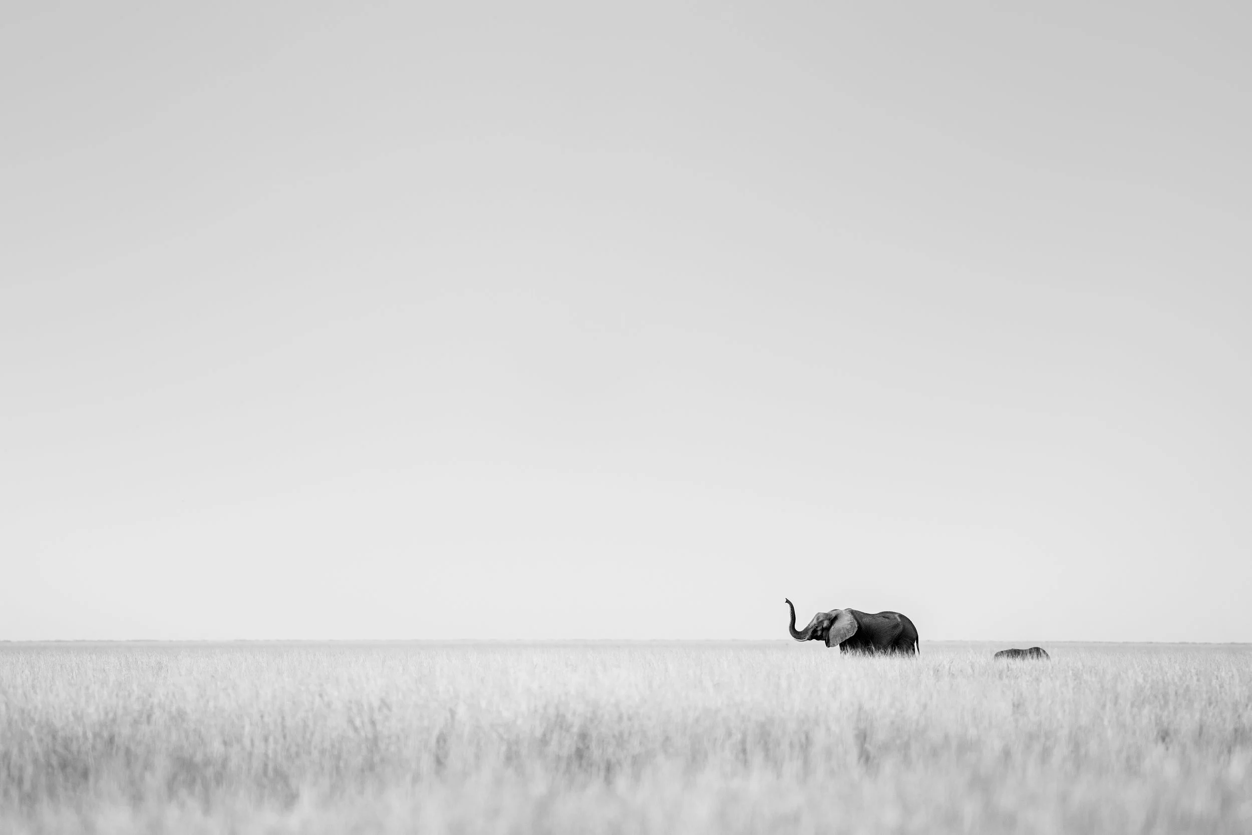 Elephants navigating a field (monochrome)