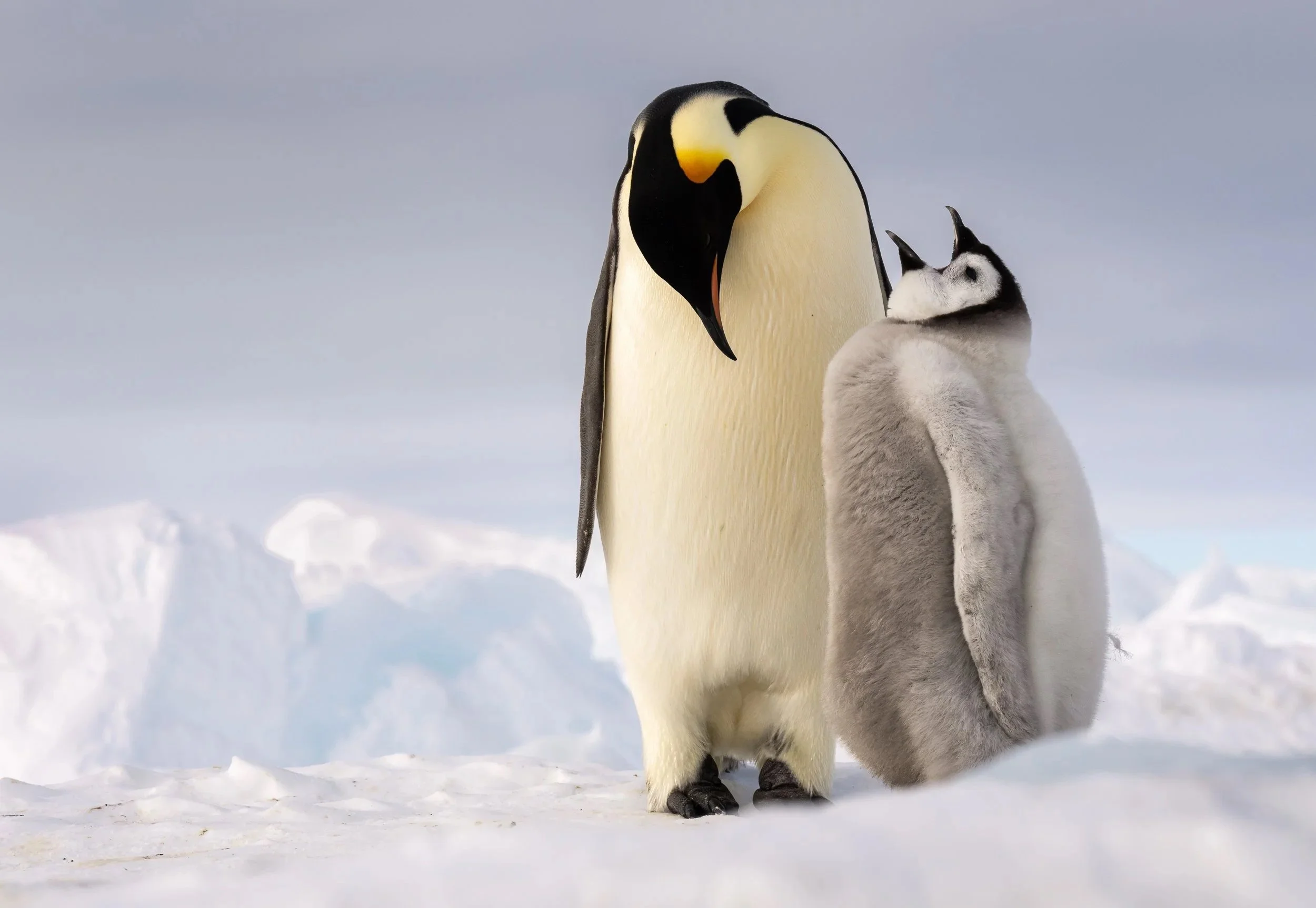 Antarctica-2485536-flat hi res 2.jpg